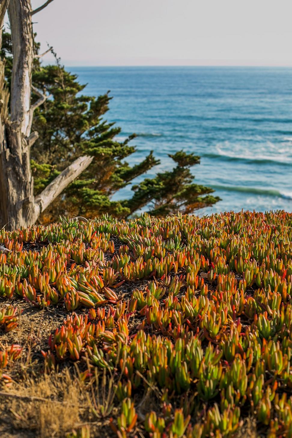 Native coastal planting